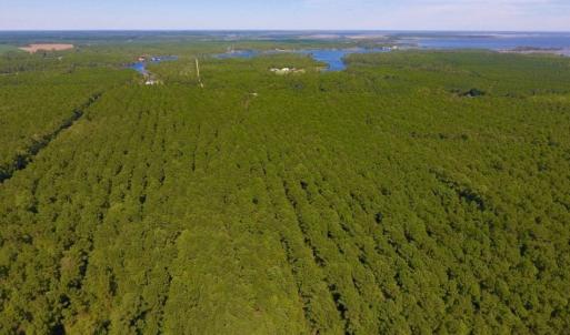 Photo of UNDER CONTRACT!  65 ac of Timber and Hunting Land For Sale in Pamlico County, NC!