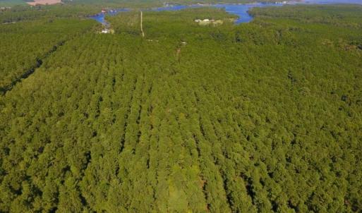 Photo of UNDER CONTRACT!  65 ac of Timber and Hunting Land For Sale in Pamlico County, NC!