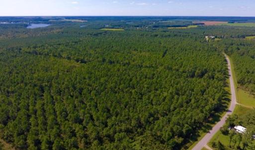 Photo of UNDER CONTRACT!  65 ac of Timber and Hunting Land For Sale in Pamlico County, NC!