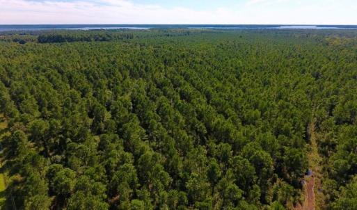 Photo of UNDER CONTRACT!  65 ac of Timber and Hunting Land For Sale in Pamlico County, NC!
