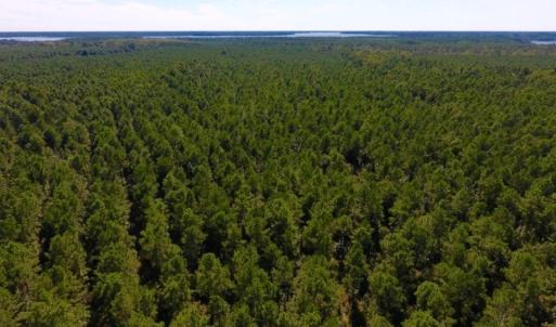 Photo of UNDER CONTRACT!  65 ac of Timber and Hunting Land For Sale in Pamlico County, NC!