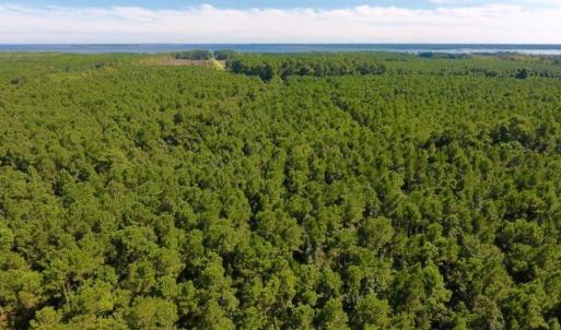 Photo of UNDER CONTRACT!  65 ac of Timber and Hunting Land For Sale in Pamlico County, NC!