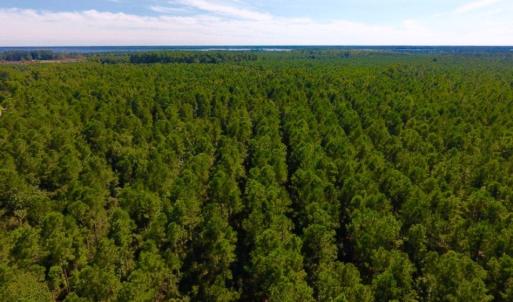 Photo of UNDER CONTRACT!  65 ac of Timber and Hunting Land For Sale in Pamlico County, NC!
