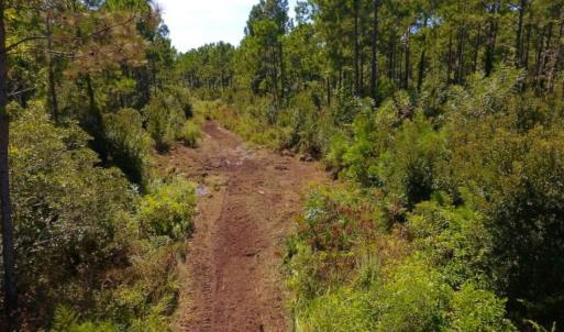 Photo of UNDER CONTRACT!  65 ac of Timber and Hunting Land For Sale in Pamlico County, NC!