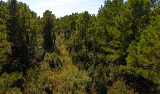 Photo of UNDER CONTRACT!  65 ac of Timber and Hunting Land For Sale in Pamlico County, NC!