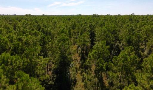 Photo of UNDER CONTRACT!  65 ac of Timber and Hunting Land For Sale in Pamlico County, NC!