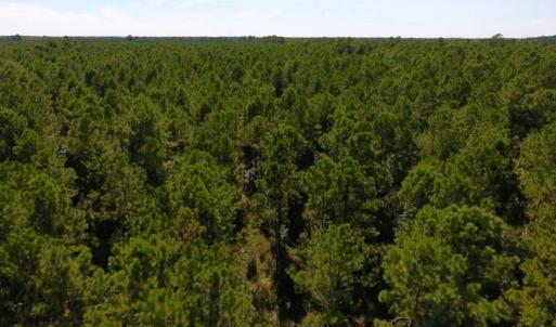 Photo of UNDER CONTRACT!  65 ac of Timber and Hunting Land For Sale in Pamlico County, NC!