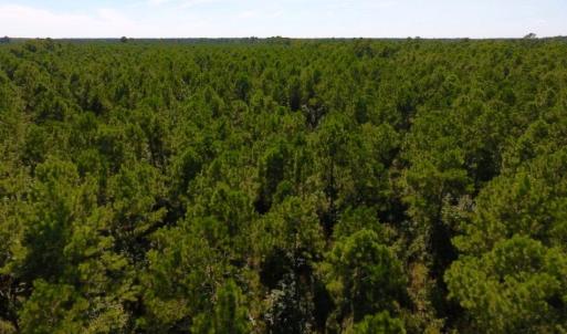 Photo of UNDER CONTRACT!  65 ac of Timber and Hunting Land For Sale in Pamlico County, NC!