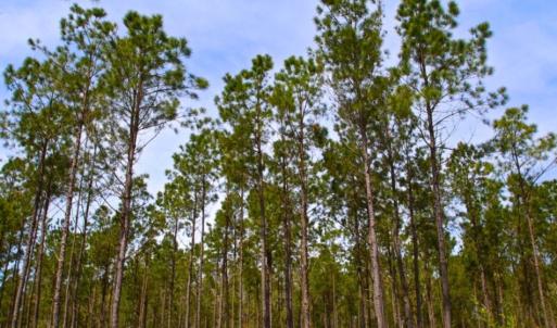 Photo of UNDER CONTRACT!  65 ac of Timber and Hunting Land For Sale in Pamlico County, NC!