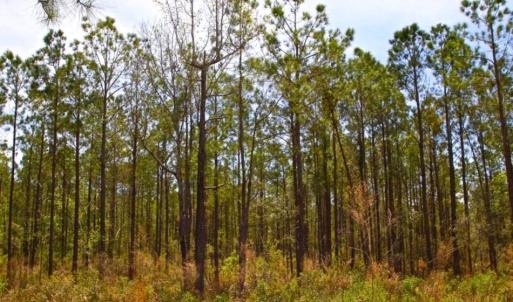 Photo of UNDER CONTRACT!  65 ac of Timber and Hunting Land For Sale in Pamlico County, NC!