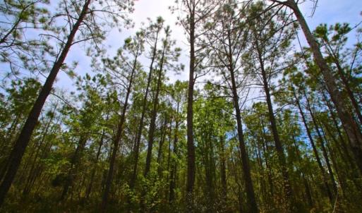 Photo of UNDER CONTRACT!  65 ac of Timber and Hunting Land For Sale in Pamlico County, NC!