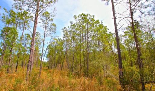 Photo of UNDER CONTRACT!  65 ac of Timber and Hunting Land For Sale in Pamlico County, NC!