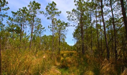 Photo of UNDER CONTRACT!  65 ac of Timber and Hunting Land For Sale in Pamlico County, NC!
