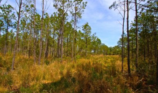 Photo of UNDER CONTRACT!  65 ac of Timber and Hunting Land For Sale in Pamlico County, NC!