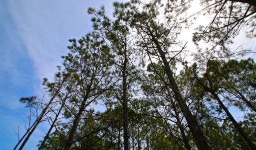 Photo of UNDER CONTRACT!  65 ac of Timber and Hunting Land For Sale in Pamlico County, NC!