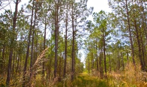 Photo of UNDER CONTRACT!  65 ac of Timber and Hunting Land For Sale in Pamlico County, NC!