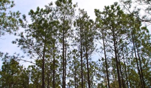Photo of UNDER CONTRACT!  65 ac of Timber and Hunting Land For Sale in Pamlico County, NC!