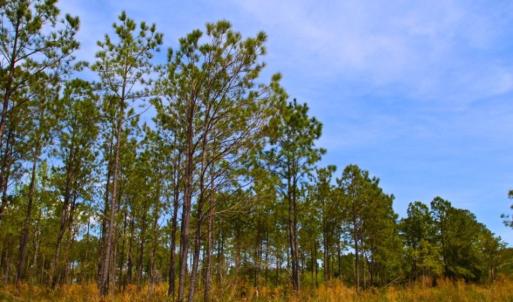Photo of UNDER CONTRACT!  65 ac of Timber and Hunting Land For Sale in Pamlico County, NC!
