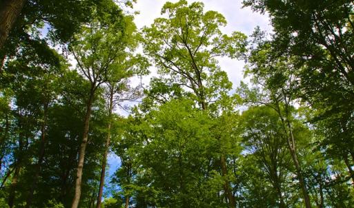 Photo of SOLD!!  300 ac Riverfront Development Land for Sale in Bertie County, NC!