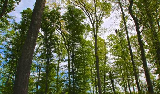 Photo of SOLD!!  300 ac Riverfront Development Land for Sale in Bertie County, NC!