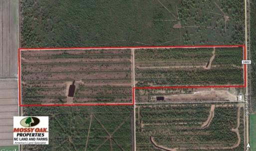 Photo of UNDER CONTRACT!  136 ac Hunting Land for Sale in Pamlico County NC!