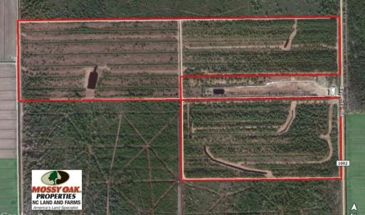 Photo of UNDER CONTRACT!  136 ac Hunting Land for Sale in Pamlico County NC!