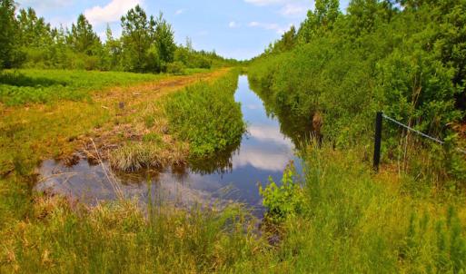 Photo of UNDER CONTRACT!  136 ac Hunting Land for Sale in Pamlico County NC!