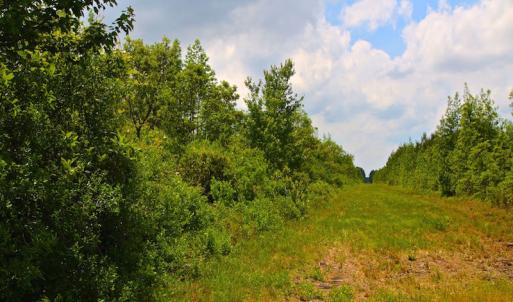 Photo of UNDER CONTRACT!  136 ac Hunting Land for Sale in Pamlico County NC!