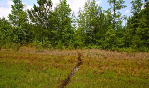 Photo of UNDER CONTRACT!  136 ac Hunting Land for Sale in Pamlico County NC!