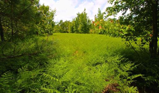 Photo of UNDER CONTRACT!  136 ac Hunting Land for Sale in Pamlico County NC!