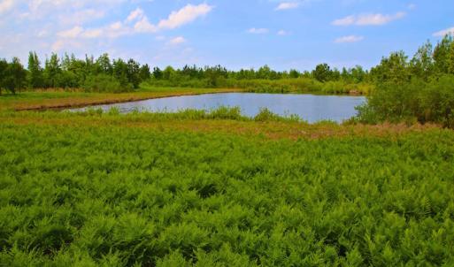 Photo of UNDER CONTRACT!  136 ac Hunting Land for Sale in Pamlico County NC!