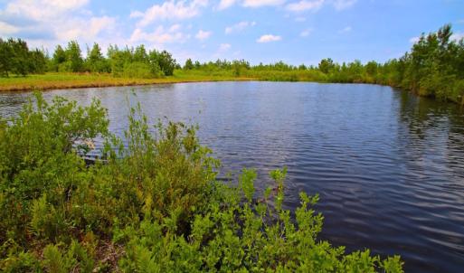Photo of UNDER CONTRACT!  136 ac Hunting Land for Sale in Pamlico County NC!