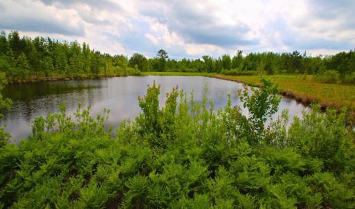 Photo of UNDER CONTRACT!  136 ac Hunting Land for Sale in Pamlico County NC!
