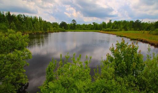Photo of UNDER CONTRACT!  136 ac Hunting Land for Sale in Pamlico County NC!