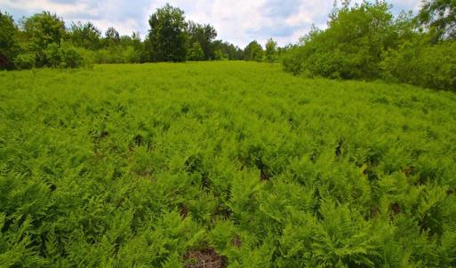 Photo of UNDER CONTRACT!  136 ac Hunting Land for Sale in Pamlico County NC!