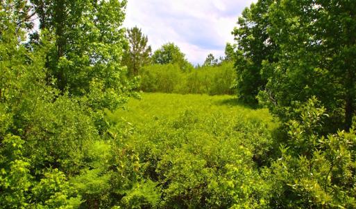 Photo of UNDER CONTRACT!  136 ac Hunting Land for Sale in Pamlico County NC!