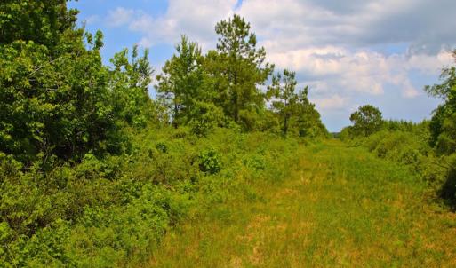 Photo of UNDER CONTRACT!  136 ac Hunting Land for Sale in Pamlico County NC!