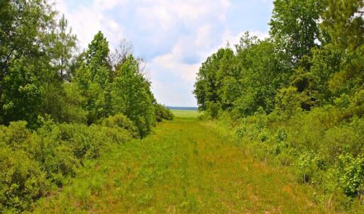 Photo of UNDER CONTRACT!  136 ac Hunting Land for Sale in Pamlico County NC!
