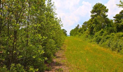 Photo of UNDER CONTRACT!  136 ac Hunting Land for Sale in Pamlico County NC!