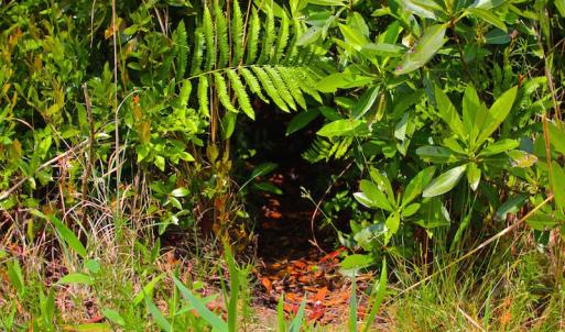 Photo of UNDER CONTRACT!  136 ac Hunting Land for Sale in Pamlico County NC!