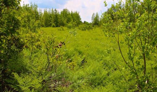 Photo of UNDER CONTRACT!  136 ac Hunting Land for Sale in Pamlico County NC!