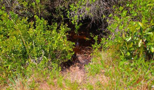 Photo of UNDER CONTRACT!  136 ac Hunting Land for Sale in Pamlico County NC!