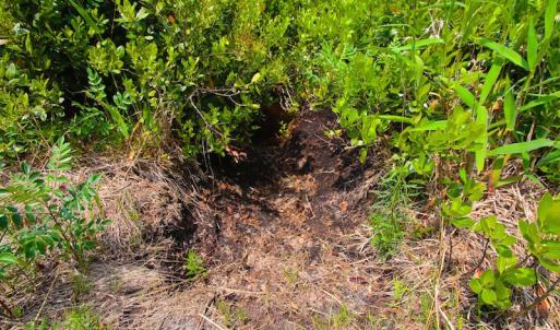 Photo of UNDER CONTRACT!  136 ac Hunting Land for Sale in Pamlico County NC!