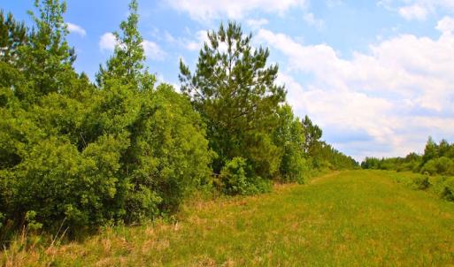 Photo of UNDER CONTRACT!  136 ac Hunting Land for Sale in Pamlico County NC!