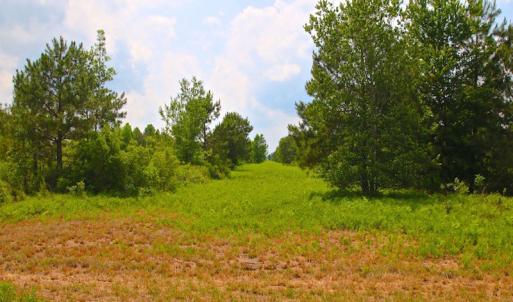 Photo of UNDER CONTRACT!  136 ac Hunting Land for Sale in Pamlico County NC!