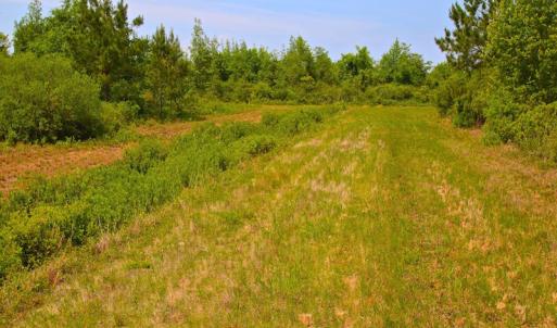 Photo of UNDER CONTRACT!  136 ac Hunting Land for Sale in Pamlico County NC!