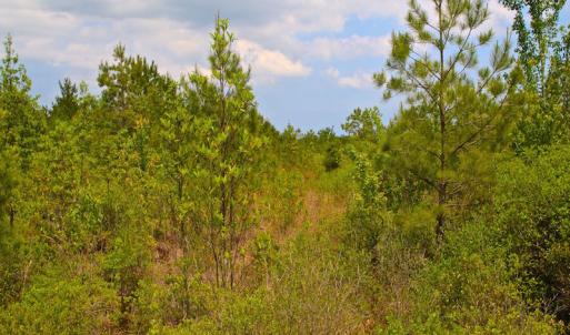 Photo of UNDER CONTRACT!  136 ac Hunting Land for Sale in Pamlico County NC!