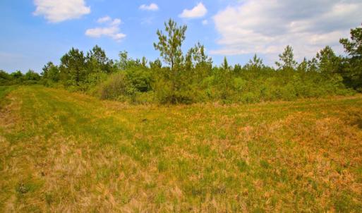Photo of UNDER CONTRACT!  136 ac Hunting Land for Sale in Pamlico County NC!
