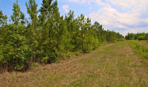 Photo of UNDER CONTRACT!  136 ac Hunting Land for Sale in Pamlico County NC!