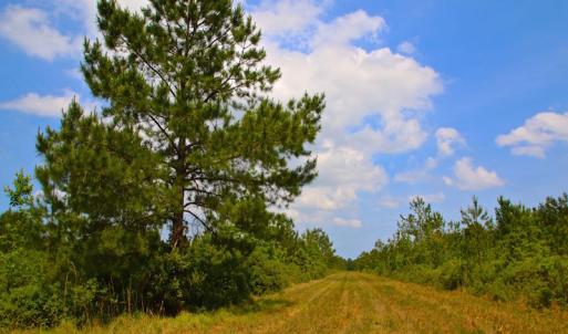 Photo of UNDER CONTRACT!  136 ac Hunting Land for Sale in Pamlico County NC!